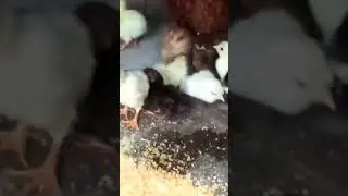 chicks feed #viral #murghi #birds