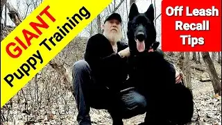 GIANT Puppy - Off Leash Recall Training Tips