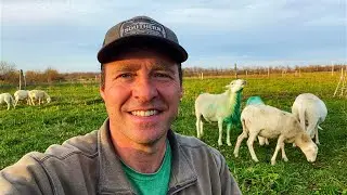 Sheep Breeding Season is Here, Multiply!! | Grass-Fed St Croix Sheep #regenerativeagriculture