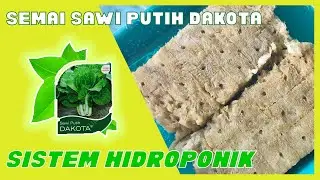 CARA MENANAM SAWI PUTIH DAKOTA SECARA HIROPONIK || JUNADI HIDROPONIK