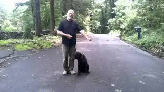 Keep your Dog from Marking