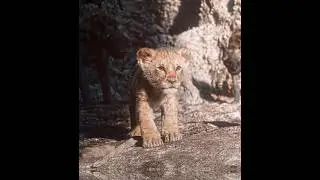 I'am Not Dead - Simba X Black Panther Edit | Kendrick Lamar SZA - All The Stars (slowed) |