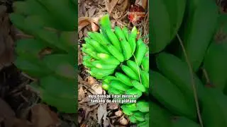 Racimo de pl&aacute;tanos en #fuerteclamor #organic