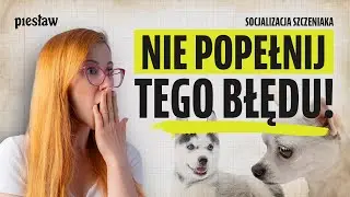 SOCJALIZACJA SZCZENIAKA – TE rzeczy, MUSISZ zrobić!
