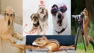 Awesome Funny Pet Animals Videos 😇।TOP FUNNY ANIMALS | rohossomoy prithibi