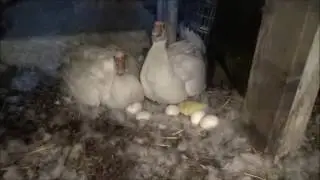 Muscovy Ducks Follow up video. Two have hatched. Now What?