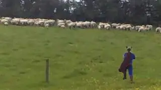 Mr Cat Chases Sheep