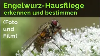 Die Engelwurz-Hausfliege, ein Artenportrait mit wundersch&ouml;nen Makroaufnahmen