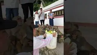Beautiful monkey video #feedinganimal
