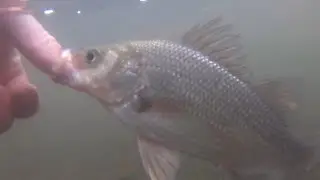 First WHITE PERCH of 2021 on Long Island
