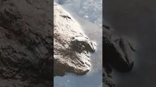 Small frog hanging on a rock by shore!