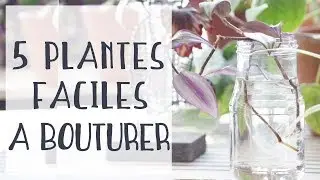 🌿 5 plantes faciles &agrave; bouturer