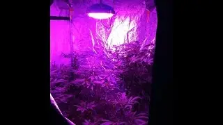 Stunning 90w/ 140w UFO LED grow lamps for indoor planting, 3 yrs full warranty