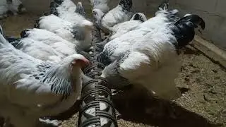 Brama zotli tovuqlar tuxumlari sotiladi +998995054547