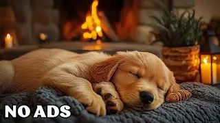 🐶12 Hours Of Dog Calming Music ❄️Peaceful Winter Night 🎵Soft Anxiety Relief Music No Ads