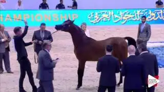 N.198 IBN FARID - Dubai 2016 - Colts 3 years old (Class 11)