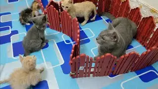 Joe [cat] playing with his children  🥰  (128)