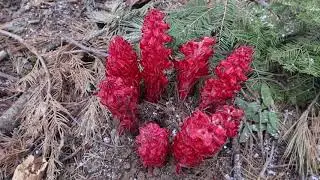 Sarcodes....blooming, Mariposa Grove, Yosemite National Park
