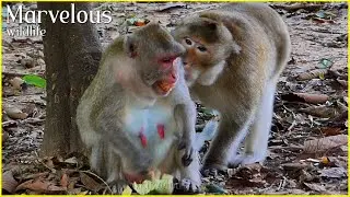Wow...! Marvelous wild monkey female Jane & Aesop monkeys, Jane's family monkey