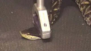 Sharp-nosed Viper (Deinagkistrodon acutus)  venom extraction at KRZ