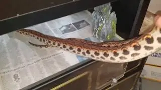 Brazilian rainbow boa collection @ Queen City Constrictors