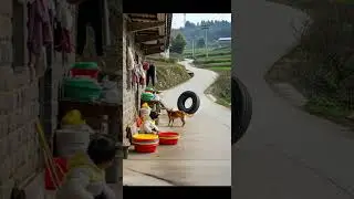 Guardian angel in fur The dog pushes the toddler to safety fast #dogs #pets #guardianangel