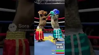 Wiener Dog and Cat Boxing-  Who Will Win??
