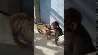 Monkey funny video