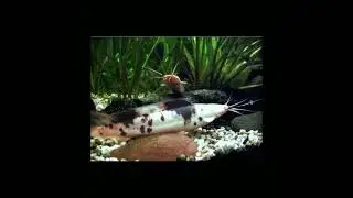 The most 5 top catfish in world🌎 for catfish lover's #fish #petfish #aquariumfish