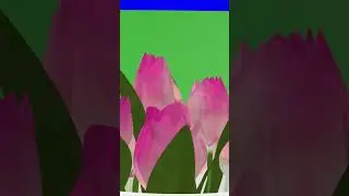 Gifting roses flowers blue and green screen no copyright video