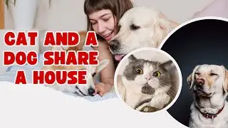 When a cat and a dog share a house, chaos wins!😹