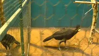 aviornis 2013 025