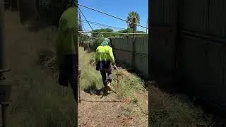 Overgrown Hedge removal 