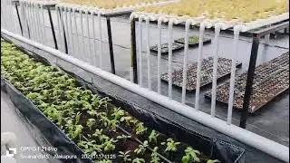 Polyhouse hydroponic set-up 9639392373
