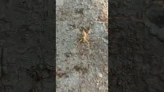 A rare species of spider🔥🔥🔥🔥❤️❤️❤️❤️🙏🙏🙏🙏🙏
