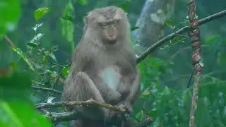 Poor old monkey sitting alone under the rain she look pitiful.