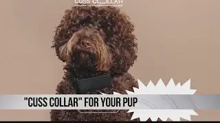 Cuss Collar for your pooch