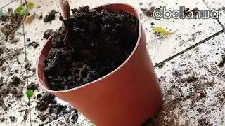 #MyHomePlant: Mexican Mint