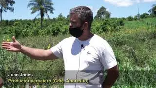 Cuidar el suelo para multiplicar la produccion del yerbal