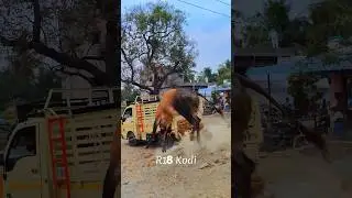 #bulls #tpu se bull ko niche utar te huye video