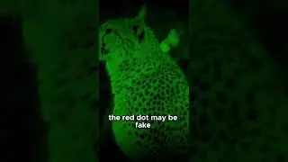 The Ultimate Reason Cats Chase Lasers #Cats #CatFacts #Shorts Instincts Uncovered!
