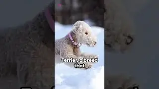 Pawsome Pooches: Uniquely Cute Dogs You Must See! #dogs #dog #animalbehavior #animals #dogbehavior