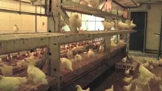 Poultry Research for the International Poultry Network