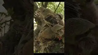 Branch Ambush #ShrikeHunt #BirdBehavior #shorts