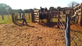 Alisson vs Pica-pau Cia Sr Bulls