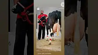 all cows hight breed #cow #trendingshorts #sleep #shorts