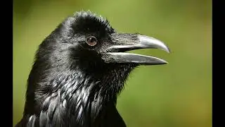 Raven Finds the First Men A Creation Story