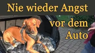 Wie Hunde die Angst vor dem Auto spielend überwinden. Live Training