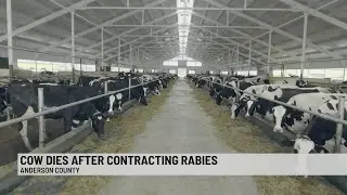 Rabid cow found in Upstate, 19 others exposed