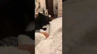 Dog Tries to Steal Blanket From Owner - 1367947